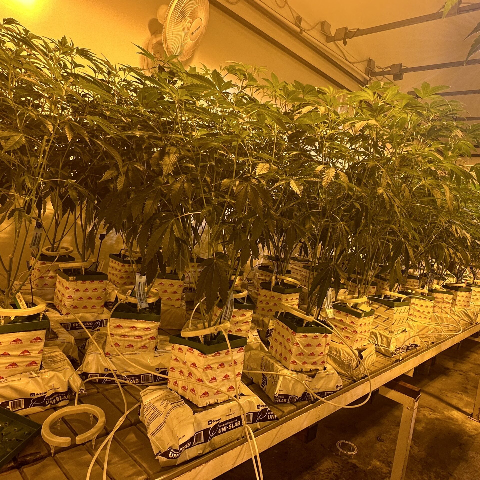Growers Cultivation Dispensary