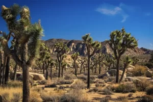 Joshua Tree