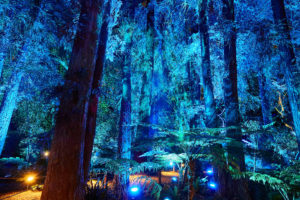Enchanted Forest of Light LA 